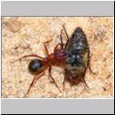 Formica -Serviformica- sanguinea - Blutrote Raubameise 39a 9mm mit Fliege.jpg